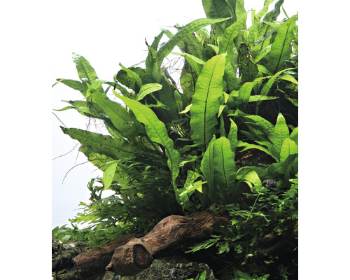 Javavaren - Microsorum pteropus