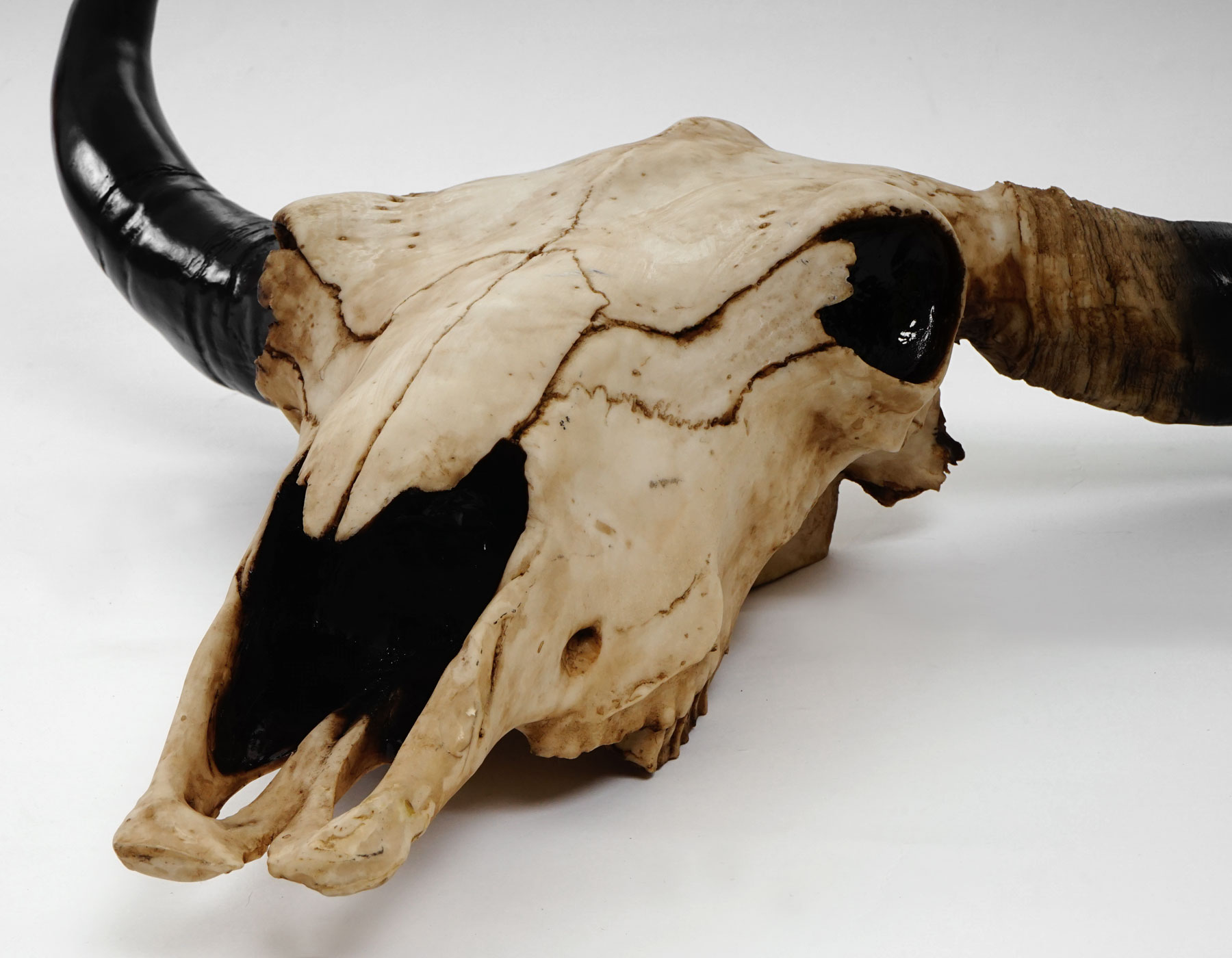 Deko Schädel 64cm, Polyresin Stier Bulle Longhorn Kopf Trophäe, In-/Outdoor ~ natur