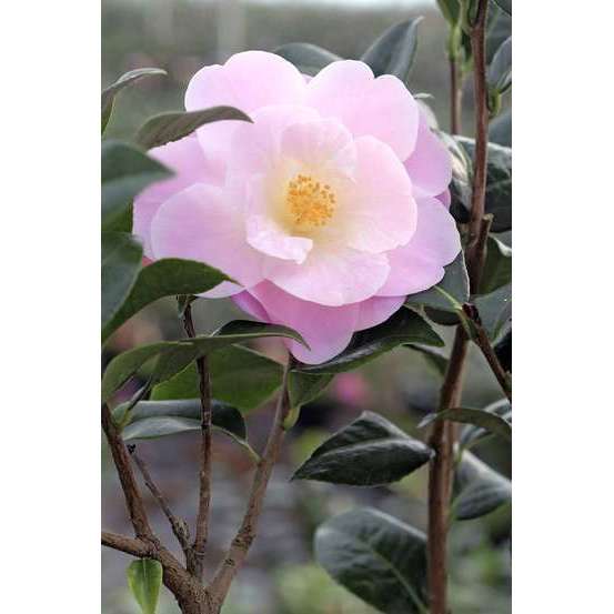 Camellia 'Nicky Crisp' : H 60/70 cm, ctr 8 Litres