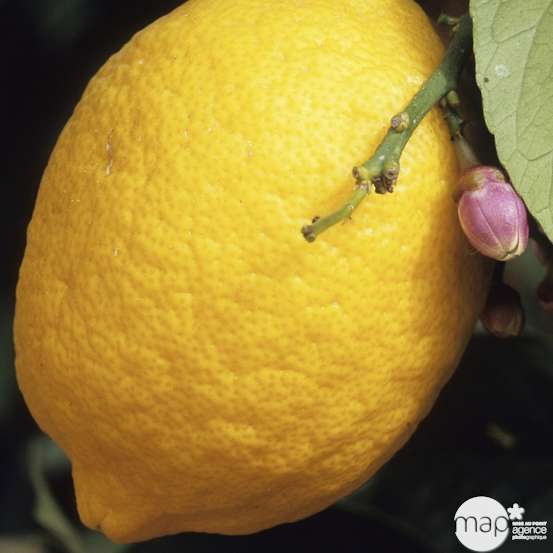 Citronnier 4 saisons:AB conteneur 3 litres
