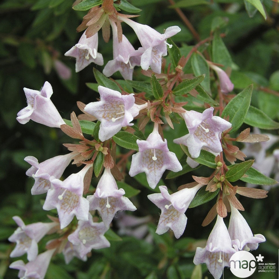 Abelia varié Pot 10L