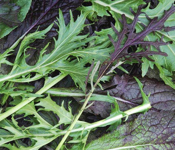 Dehner Bio-Saatgut Asia-Salat-Mischung