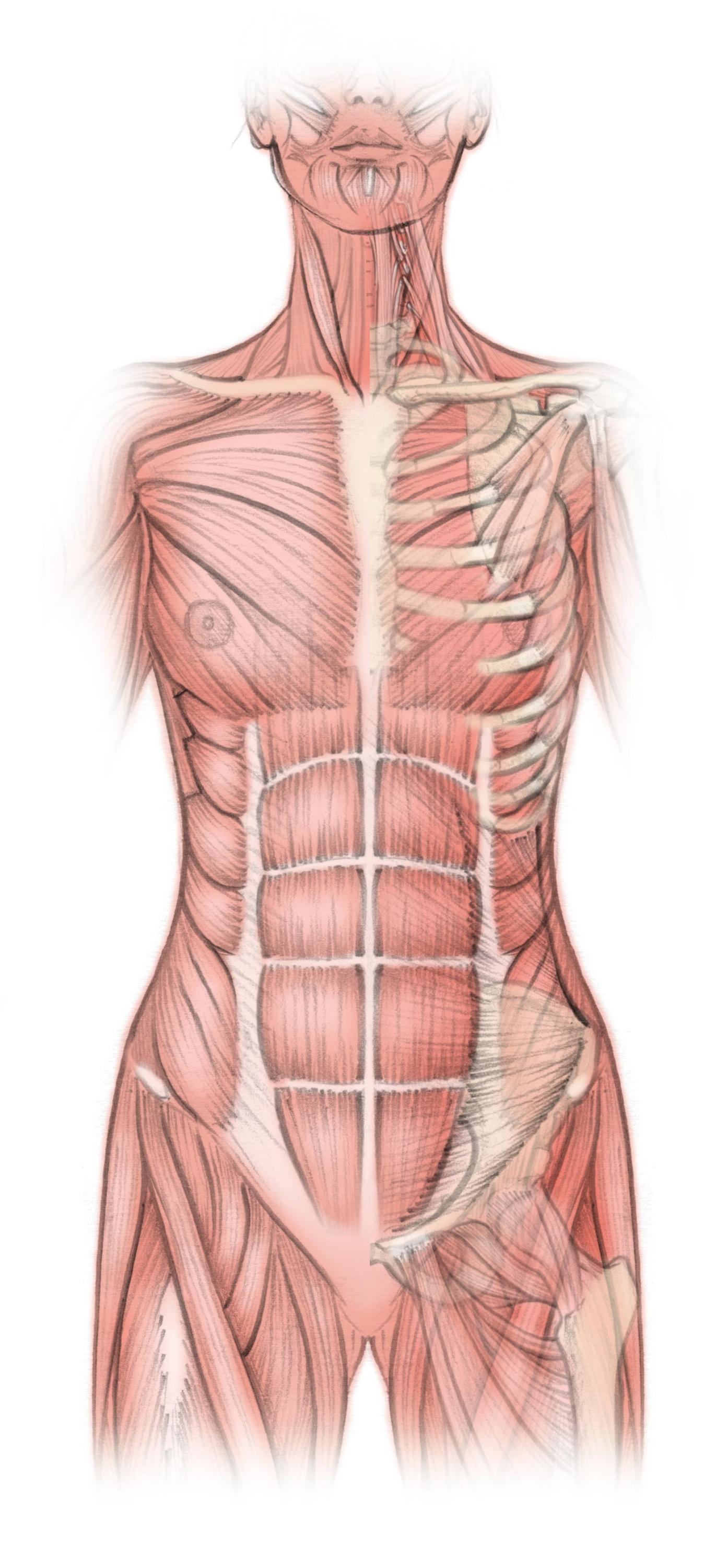 Ganzheitliche Anatomie für moderne Yogis