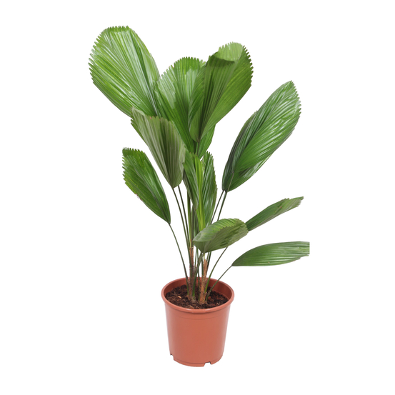 Palmier, Licuala Grandis - pot D24cm