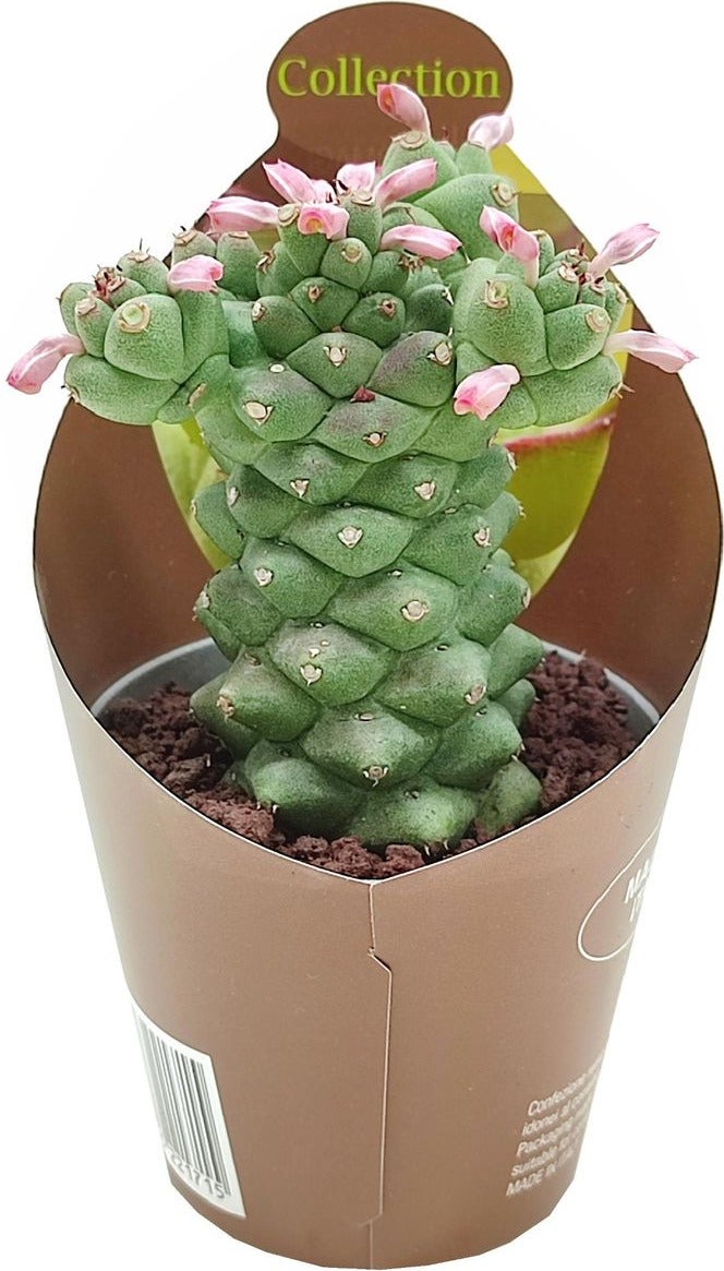 Monadenium (Monadenium ritchiei) D 6,5 H 8 cm