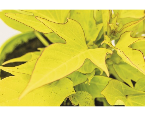 Sierzoete aardappel FloraSelf Ipomoea batatas 'Sweet Caroline Lightgreen' Ø 12 cm pot