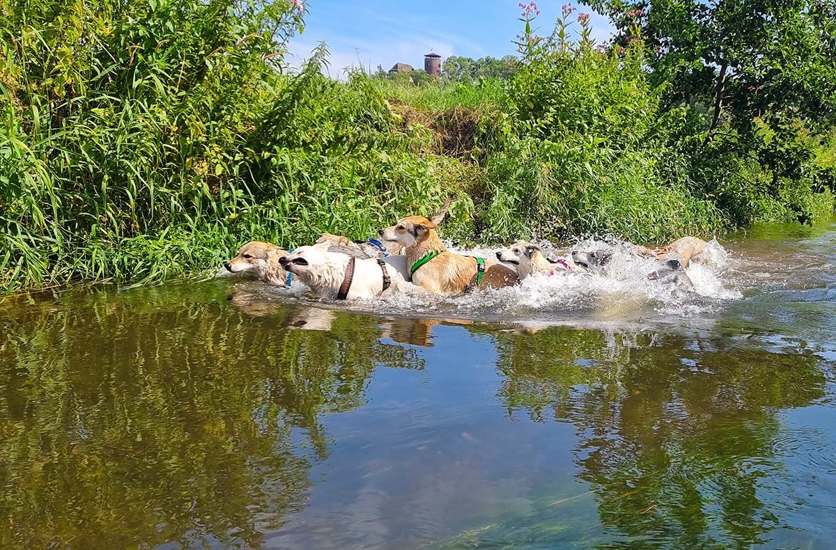 Trekkingtour Hofgeismar (Wolfhunde)