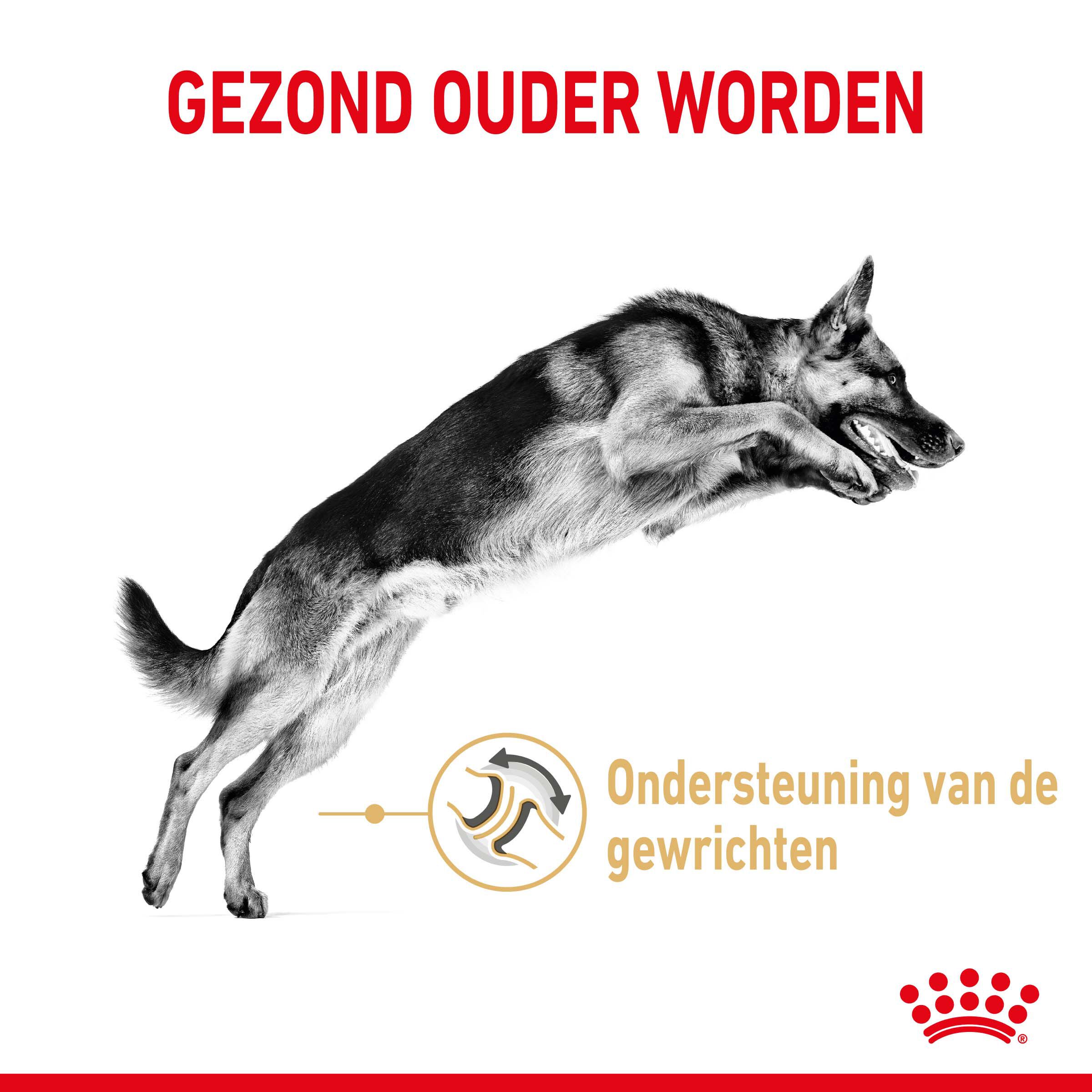 ROYAL CANIN® Adult 5  Duitse Herder  - Hondenvoer - 12 Kilogram - gevogelte