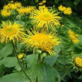 Griekse alant (Inula helenium) D 9 H 10 cm