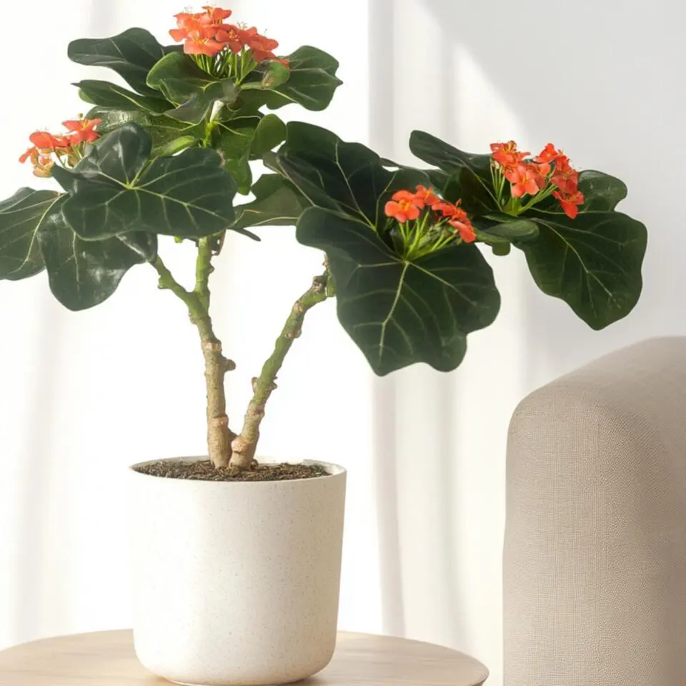 Koraalplant - Set van 2 - Jatropha podagrica - Hoogte 25-45cm - ⌀13cm