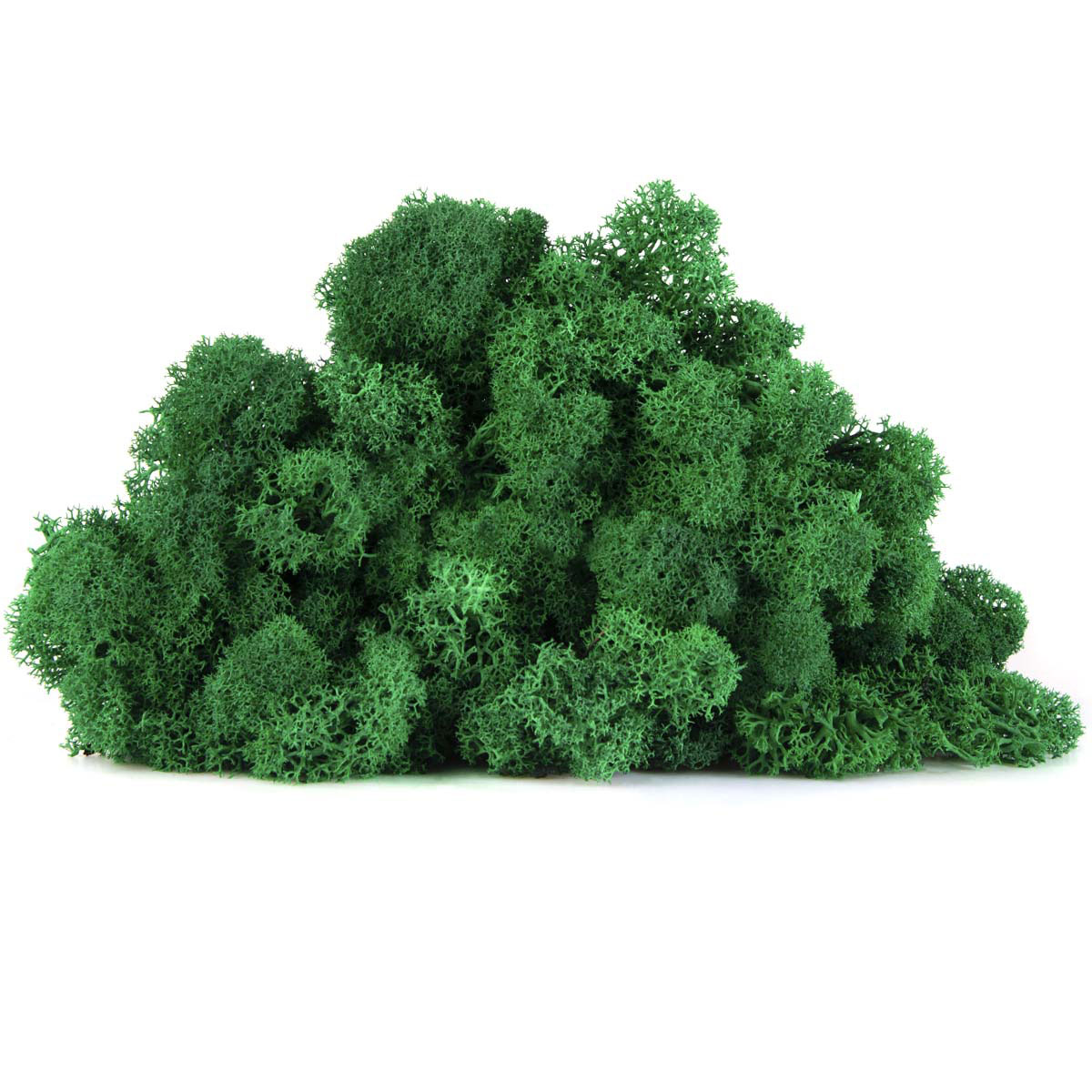 Lic/0578 lichen stabilisée vert w-box 0,5 kg