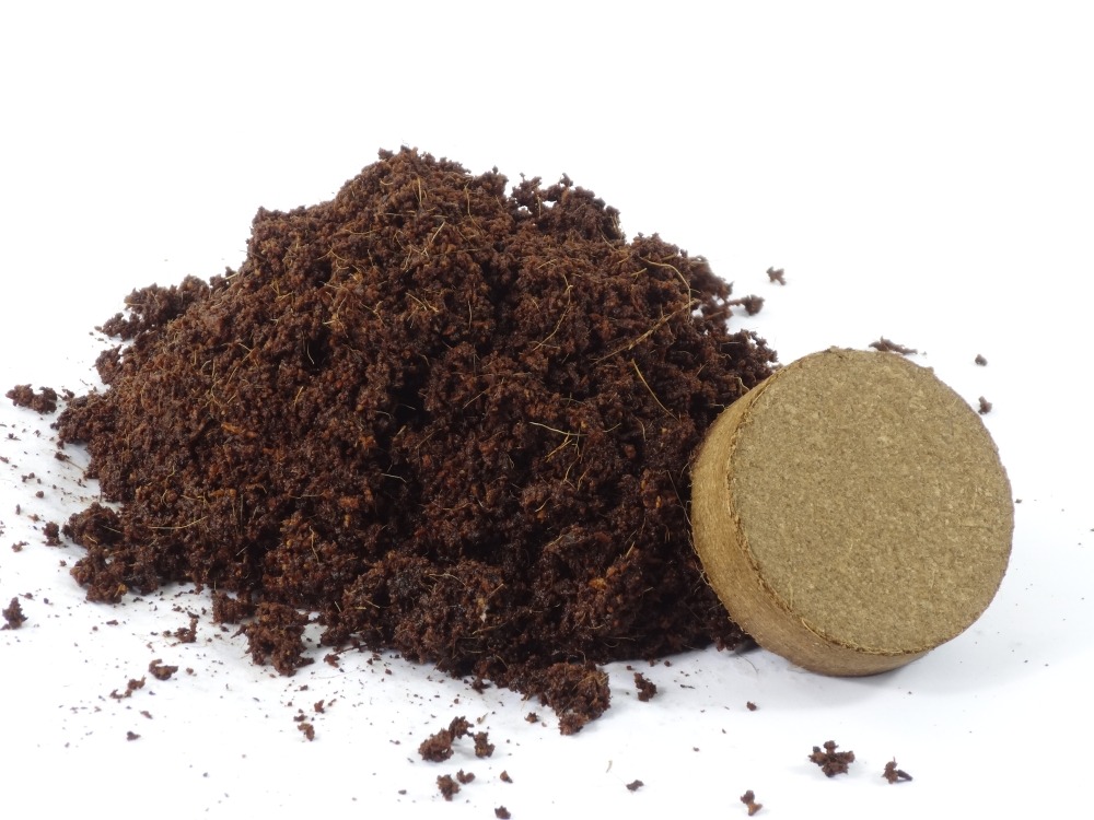 Chanvre d'eau - 100 graines - avec substrat - stevia rebaudiana