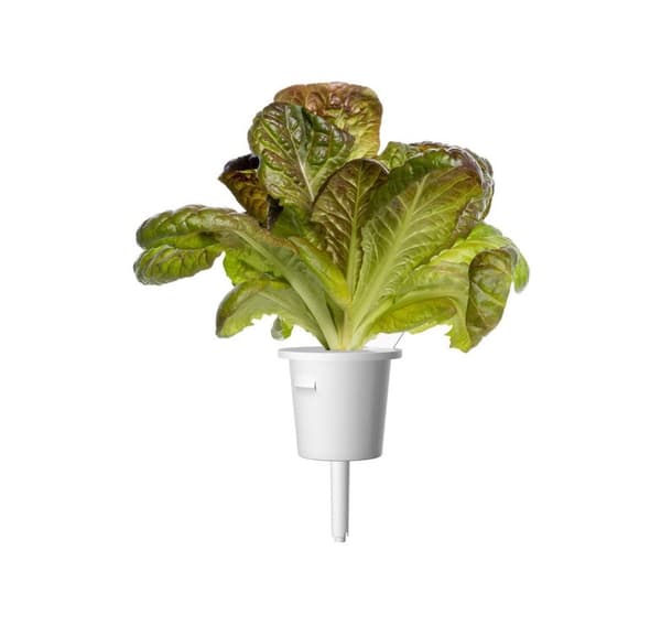 Click & Grow Smart Refill Rød romaine salat 3stk
