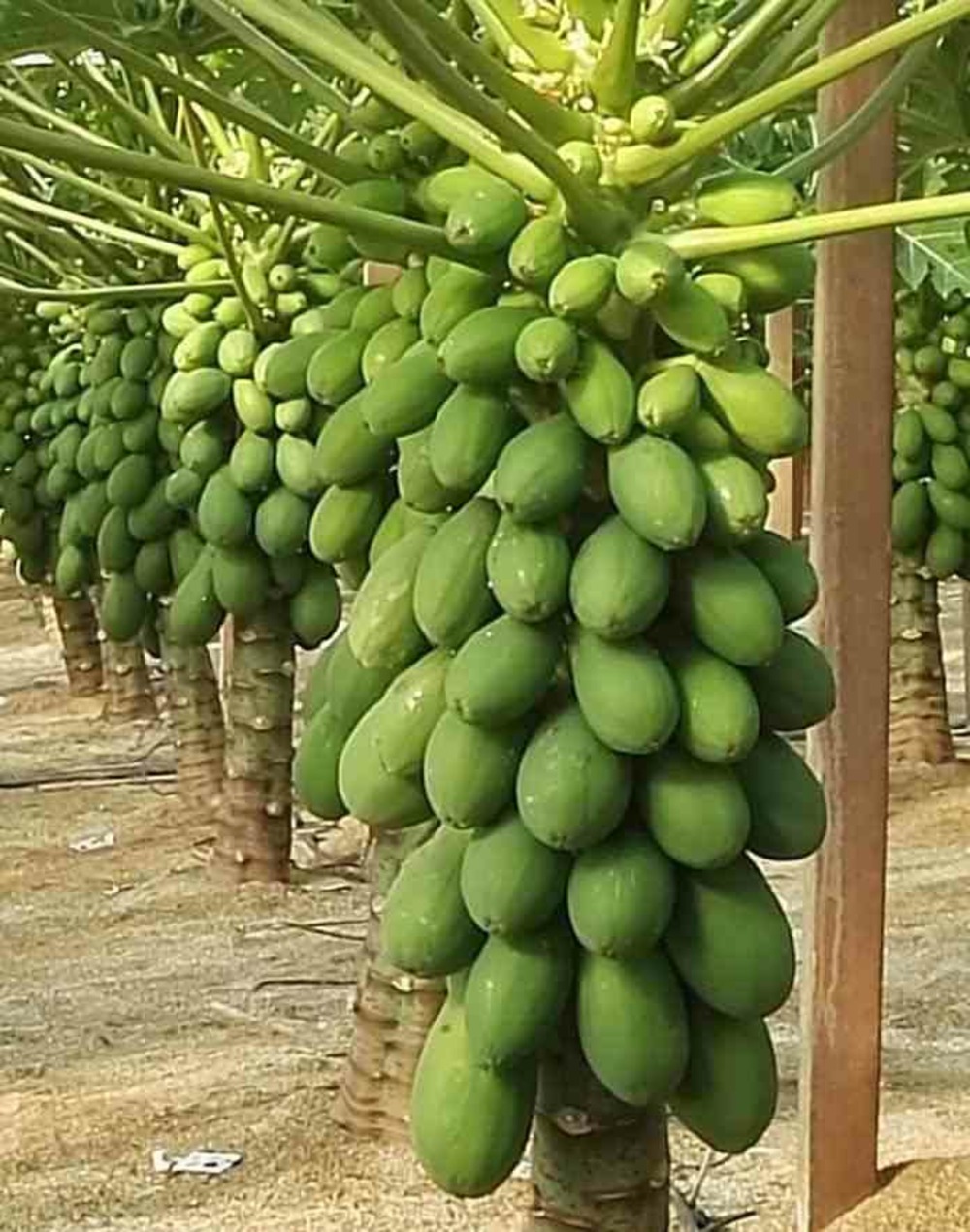 Papayer carica papaya var. Sweet sense taille pot de 7 litres ? 60/80 cm - rose