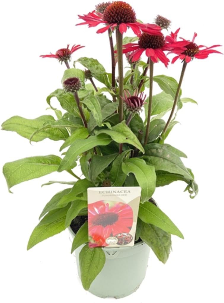 Zonnehoed (Echinacea purpurea 'SunSeekers Red') D 17 H 35 cm