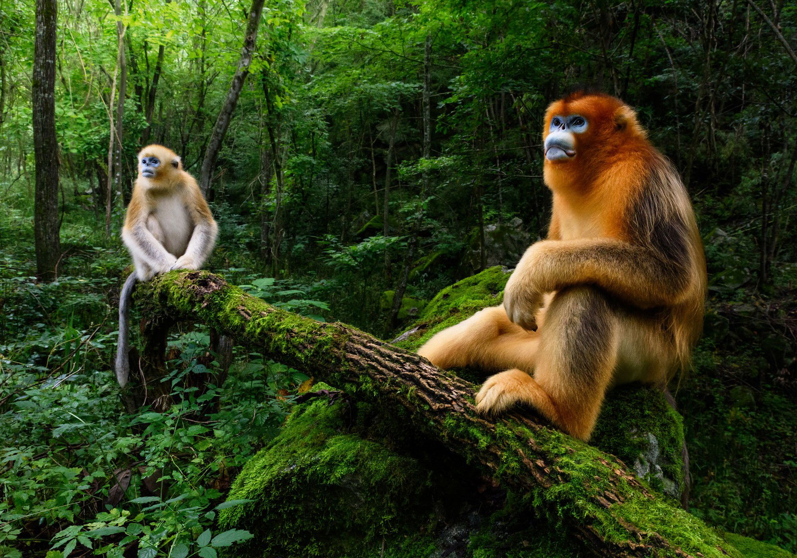 Qinling golden snub-nosed monkeys by Marsel Van Oosten - Open Edition.