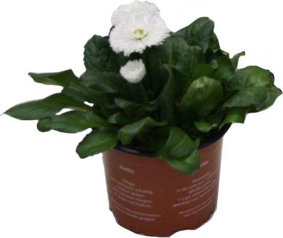 Madeliefje (Bellis perennis 'Roggli White') D 10,5 H 15 cm