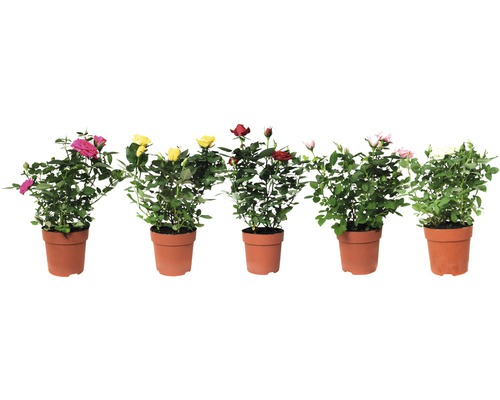 Rose FloraSelf Rosa H 25-35 cm Ø 10,5 cm Pot willekeurige variëteitselectie