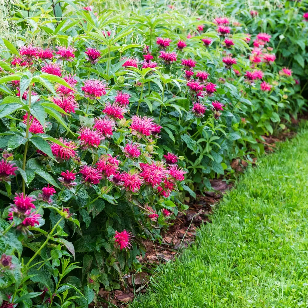 Monarda 'Marshall's Delight' Hestemynte 'Marshall's Delight' Ø11 cm