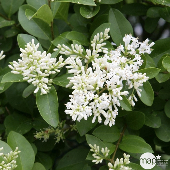 Ligustrum ovalifolium : H 100/125 cm : ctr 10 litres