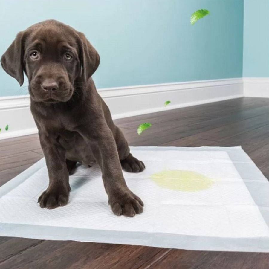 Tapetes ou toalhas para treinamento de cães