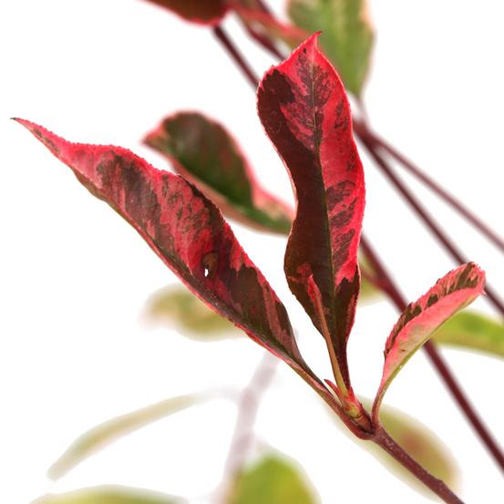 Photinia x fraseri ' Pink Marble ':H 40/50 cm pot 4L