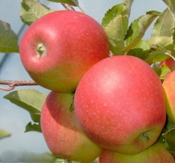 Biologische Handappel (Malus domestica 'Pinova') D 26 H 150 cm