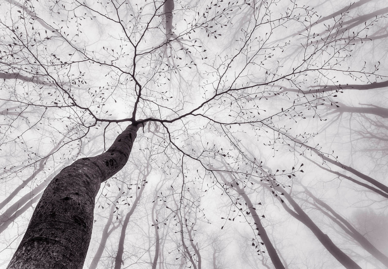 Fototapete DESIGNWALLS 2.0 - grau-weiß - Baum - 2,5 Meter