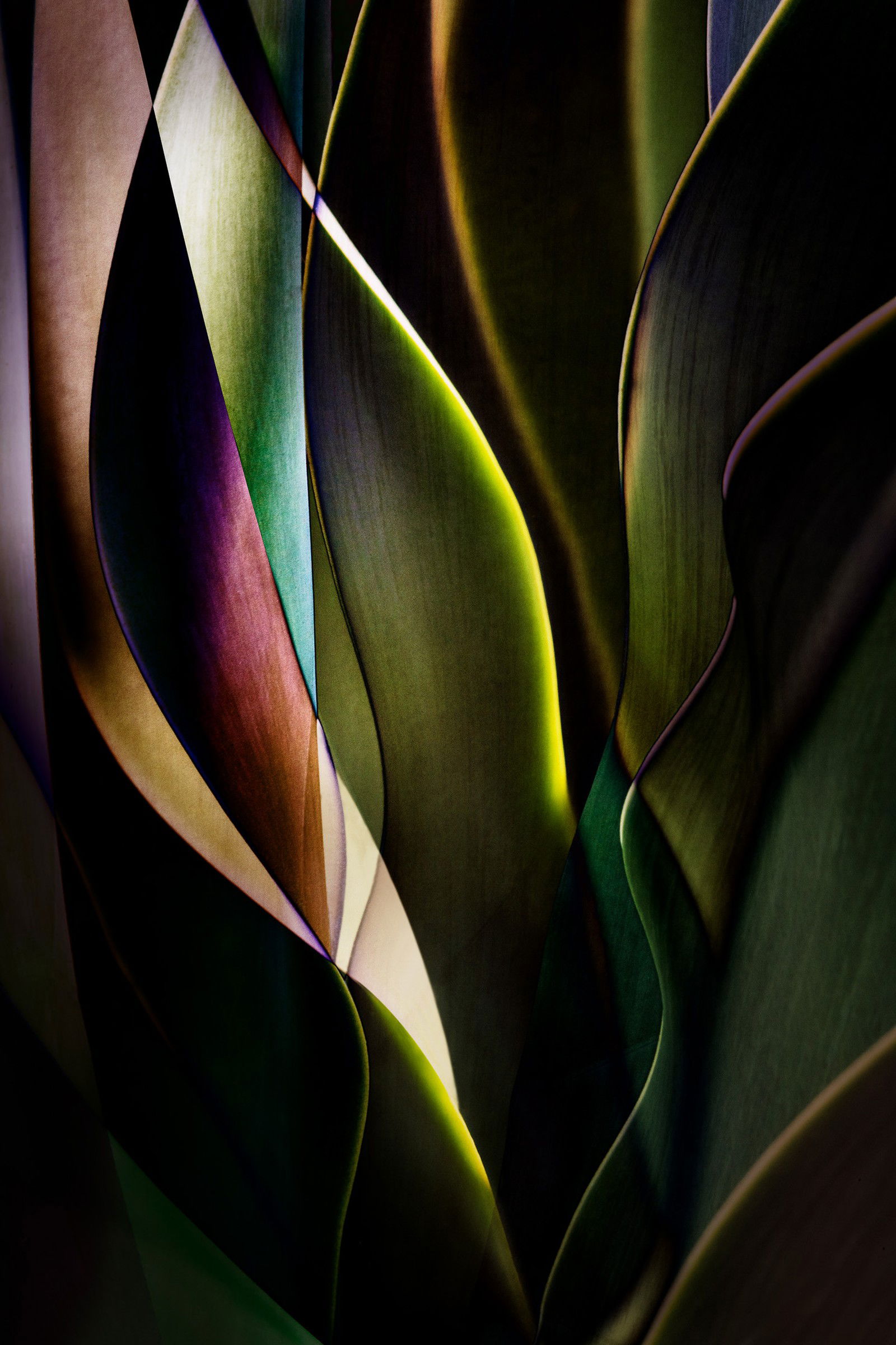 Cactus Abstraction 04 by Ed Freeman - Limited Edition. Edition of: 150. Signed.