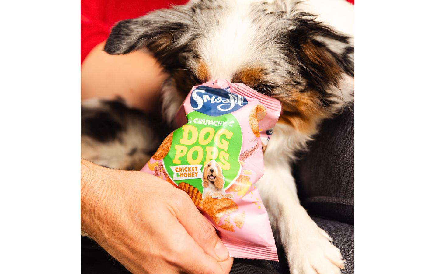 Leckerli Dog-Pops Grillen und Honig 24 gKnuspriger Hundesnack mit Grillenprotein und Honig