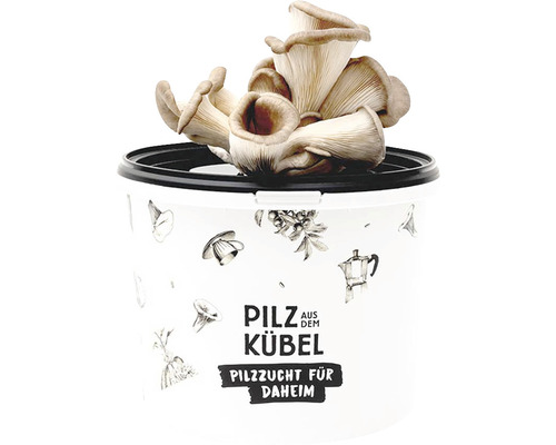 Mushroom Biohelp Oesterzwam Eetbare Paddenstoelen Kweekset Paddenstoelen uit een Emmer Paddenstoelen Kweken voor Thuis