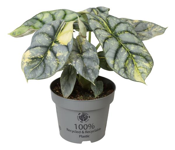 Pfeilblatt - Alocasia 'Silver Dragon'