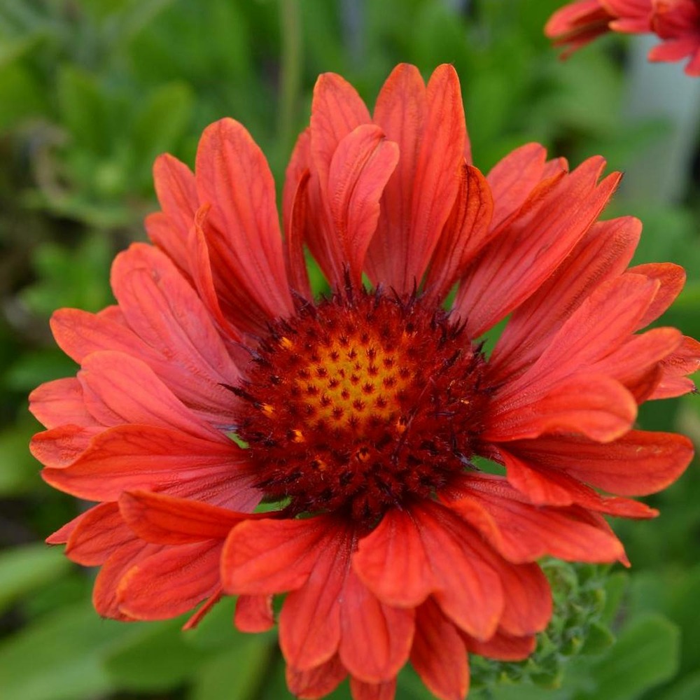 Gaillarde aristée celebration®/gaillardia aristata celebration®[-]godet