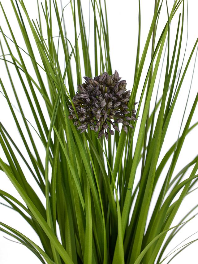 Stehgras mit Allium