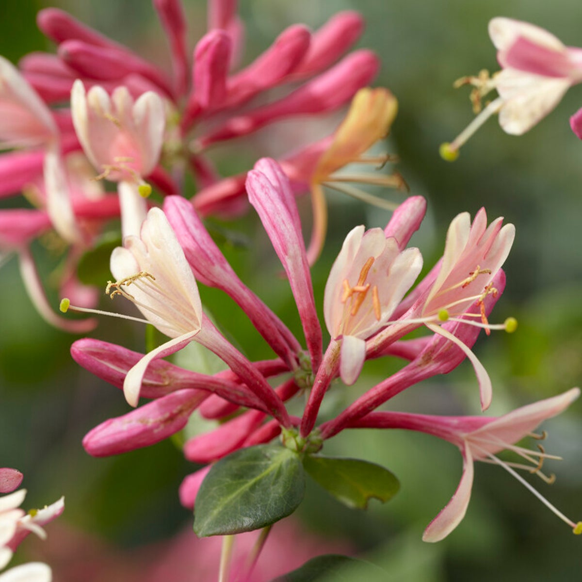 Bloomique – Lonicera Heckrottii Goldflame – Kamperfoelie – Rood, Geel – Klimplanten – Tuinplanten – Winterhard – Potmaat 15 cm – Hoogte 70–80 cm