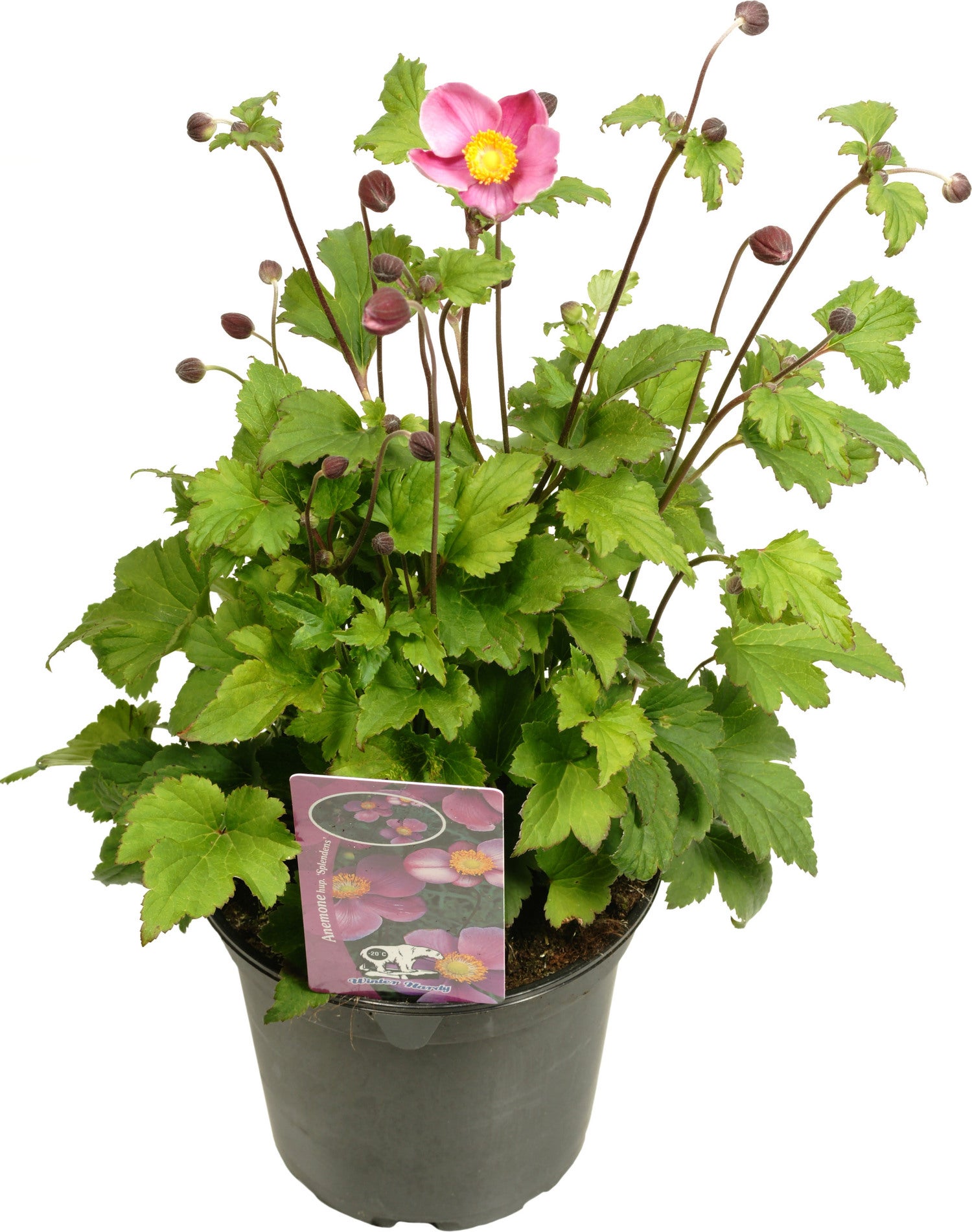Herfstanemoon (Anemone hupehensis 'Splendens') D 17 H 35 cm