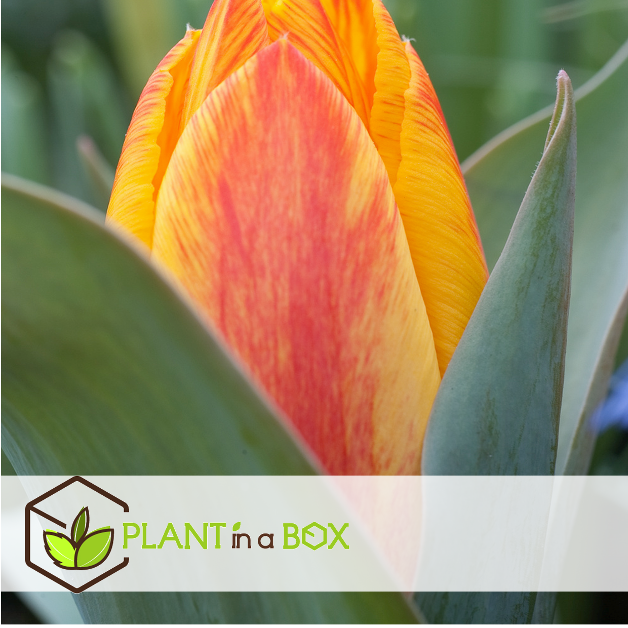 Tulipa flair - bulbes de tulipes x40 - bulbes de fleurs