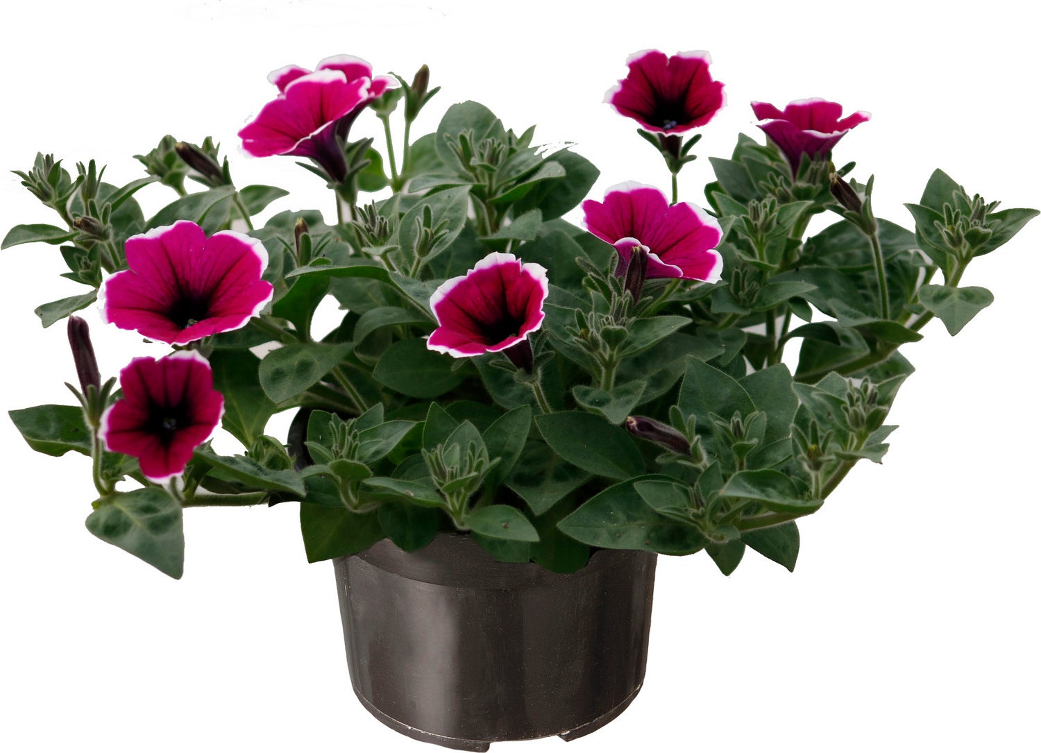 Petunia (Petunia 'Picotee') paars met witte rand D 13 H 15 cm