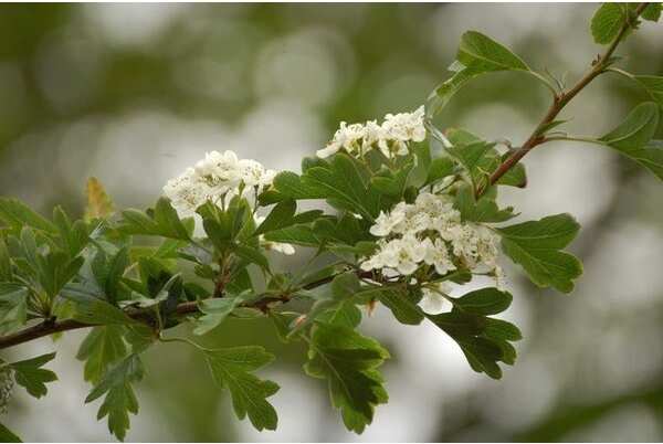 Meidoornhaag (Crataegus monogyna) H 100 cm vanaf 10 stuks