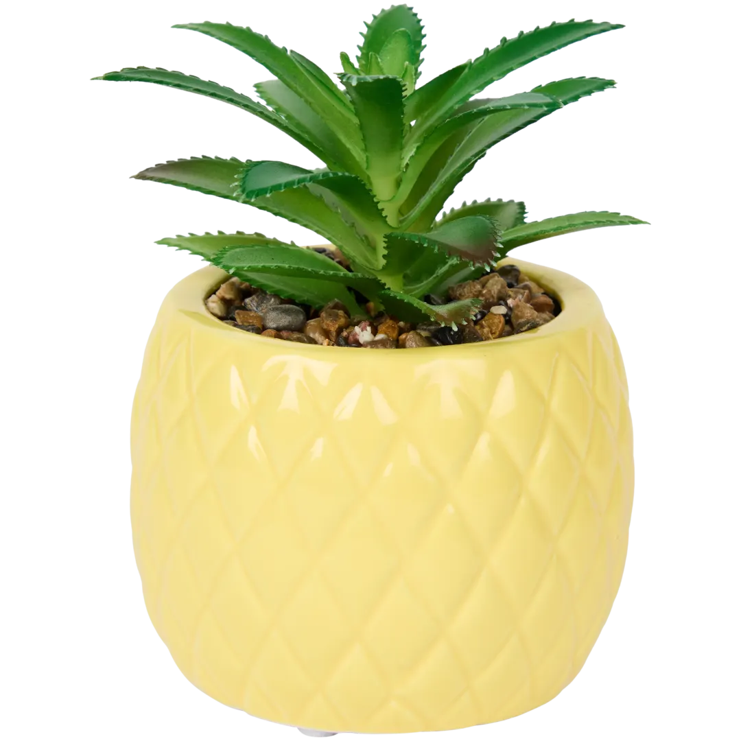 Plante grasse en pot