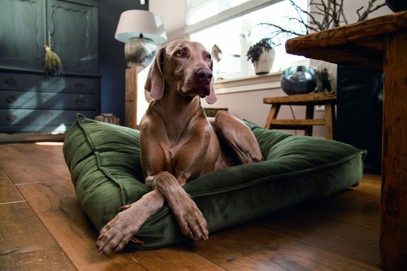 Designed by Lotte - Ligkussen Hond Nalino - Groen - Fluweel - Wasbaar