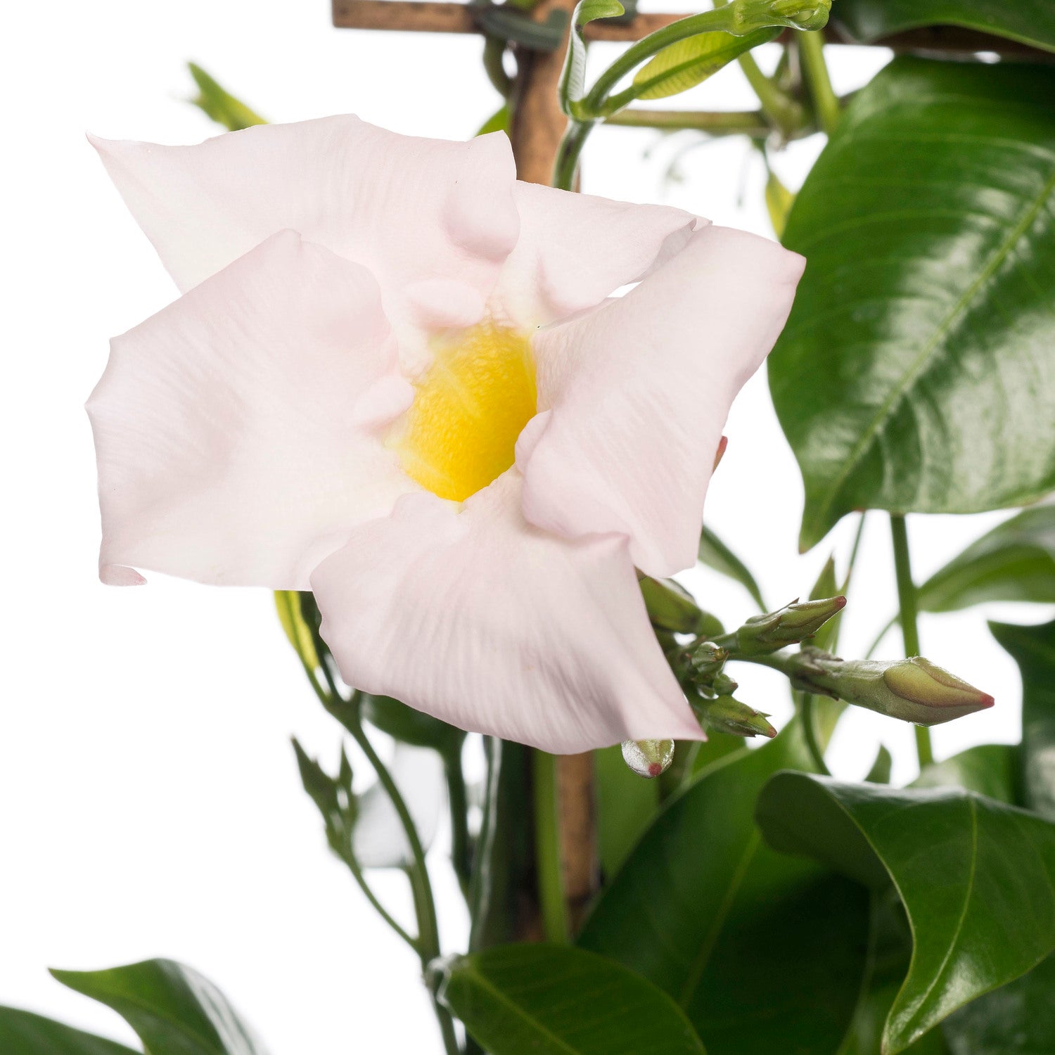 Mandevilla piramide (Dipladenia 'Sundaville') wit D 17 H 70 cm