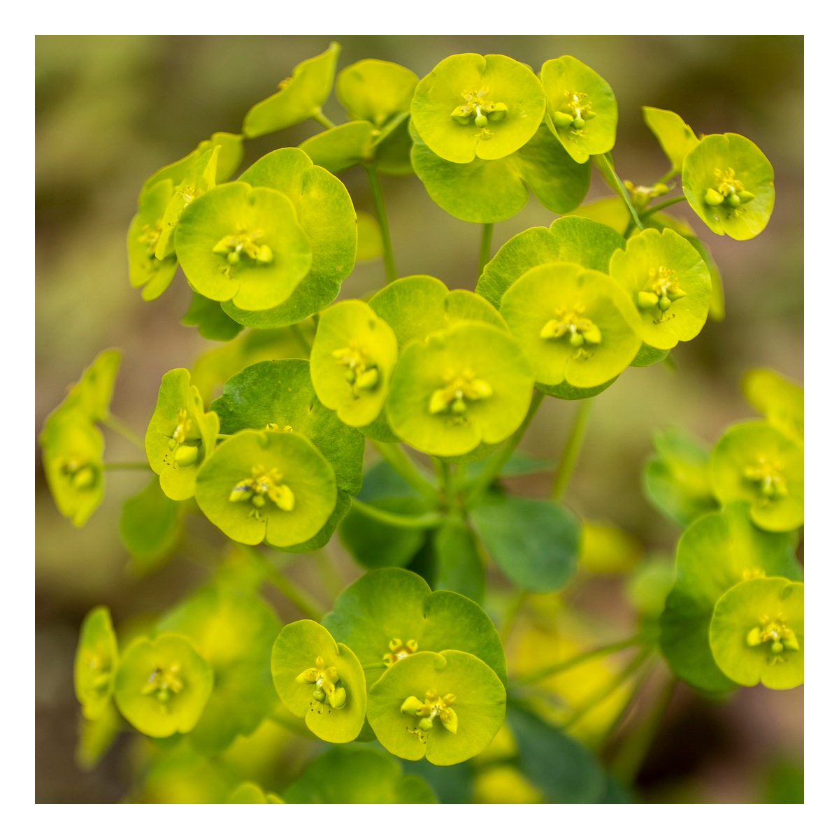 Euphorbe des bois robbiae/euphorbia amygdaloides var. Robbiae[-]pot de 3l - 40/60 cm