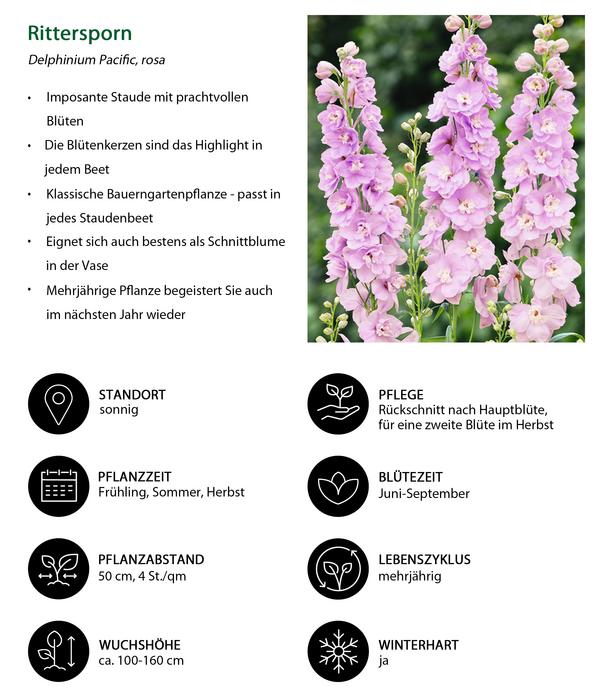 Rittersporn, verschiedene Sorten