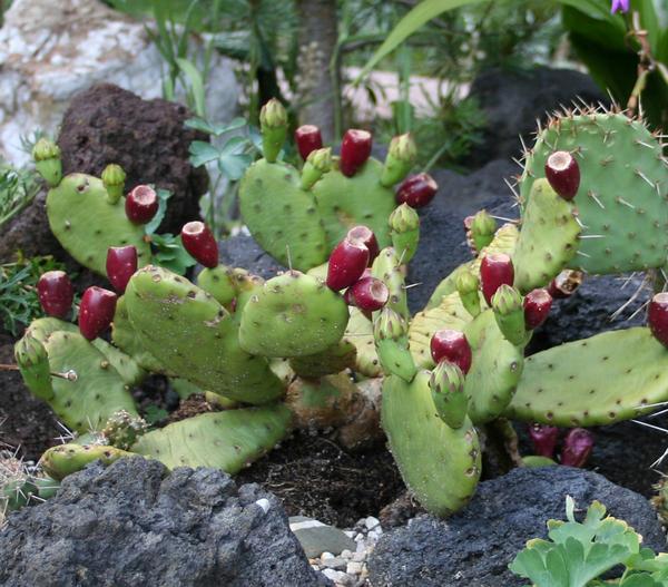 Feigenkaktus - Opuntia humifusa