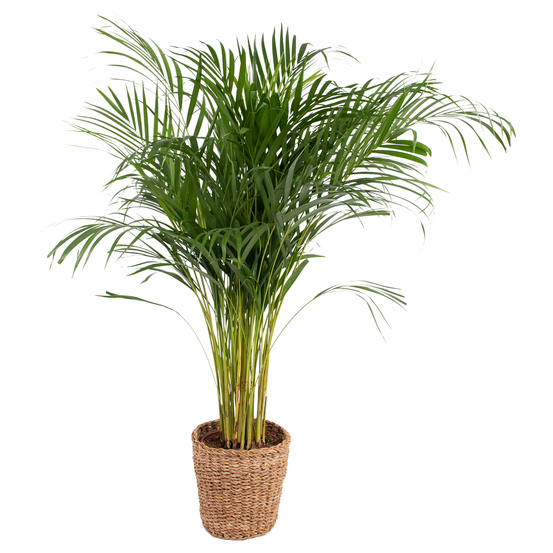 Palmier, Areca Dypsis - pot D.21 cm