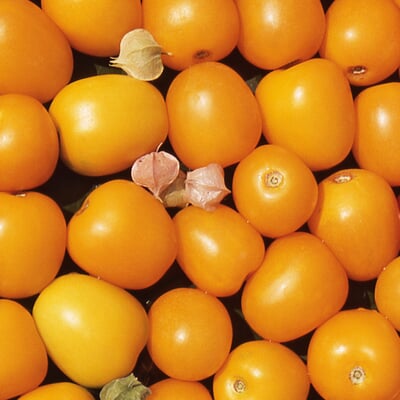 Gemüsesamen Tomaten in allen Farben