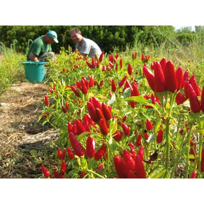 Chillies