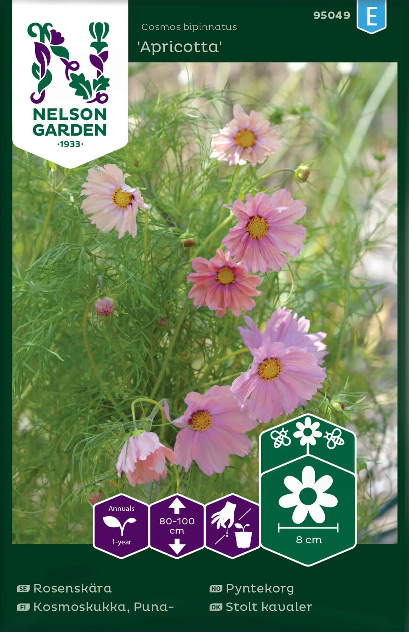 Cosmos bipinnatus Pyntekorg 'Apricotta'