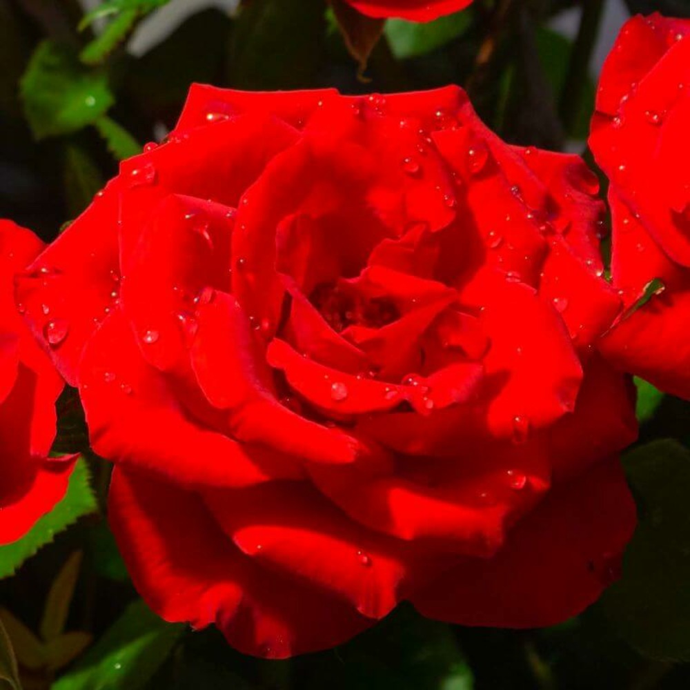 Collection 3 rosiers rouges - racines nues